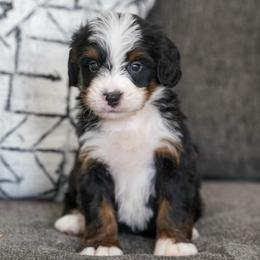 Bamm Bamm - Tri-color male Bernedoodle puppy in Dundee, Ohio from Down Home Doodle