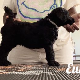 Poodle Puppies from Tyler Family Poodles