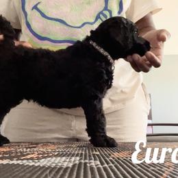 Poodle Puppies from Tyler Family Poodles