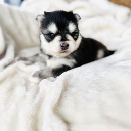Girl 3 - Black and white female Pomsky puppy in Yavapai County, Arizona from Pawsh Pomskies