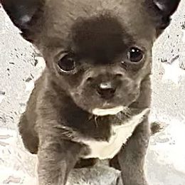 Chihuahuas from iLuvChihuahuas