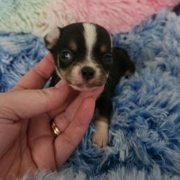 Alvin - Black and tan male Chihuahua puppy in Ashtabula, Ohio from Paw's & Awe's Chihuahuas