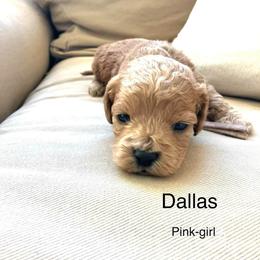 Dallas - Buff and white female Cockapoo puppy in Spring Valley, Wisconsin from Filipiak Breeders