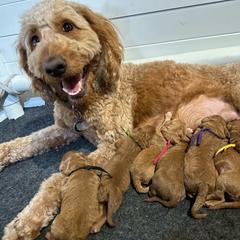 Luna - Double Doodle