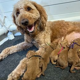 Luna - Double Doodle