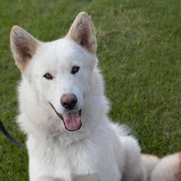 Alaskan Malamute All Grown Up from Moot Manor Malamutes