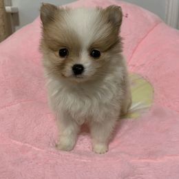 Pomeranian Puppies from POMS USA