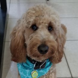 Rusty - Goldendoodle