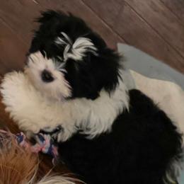 Boy 1 - Black and white male Shih Tzu puppy in White Pigeon, Michigan from Kathys Yorkie and Shih-tzu Cuties