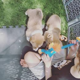 Pembroke Welsh Corgi Puppies from Milton Corgis