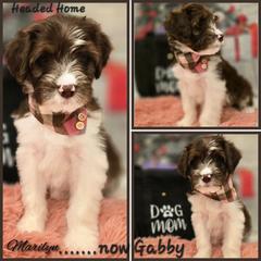 Gabby - Brown female Double Doodle puppy in Prescott Valley, Arizona from Ramirez Family Doodles