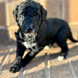 French toast - Black male Goldendoodle puppy in Gastonia, North Carolina from Crowders Creek Doodles
