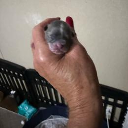 Ozzy - Blue and white male Chihuahua puppy in Dime Box, Texas from Color Me Crazy Chihuahuas
