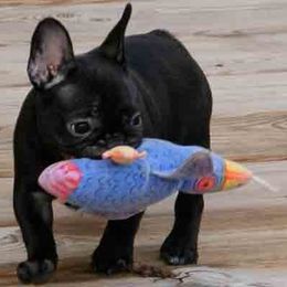 French Bulldog Puppies from Encore French Bulldogs