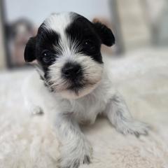 Pumpkin - Black and white female Shichon puppy in Ronda, North Carolina from Willow River