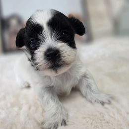 Pumpkin - Black and white female Shichon puppy in Ronda, North Carolina from Willow River