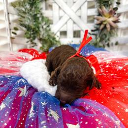 Faith - Chocolate female Goldendoodle puppy in Montgomery, Texas from Dacus Doodles