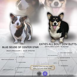 Pembroke Welsh Corgi puppies from Sunshine Corgies