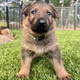 Jasper - Sable male German Shepherd puppy in Sonora, California from Elite Haus K9