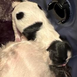 Simba - Black and white male Shih Tzu puppy in Success, Missouri from Records Precious Puppies