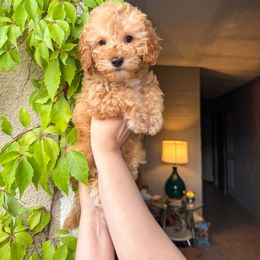 Poodle Puppies from Red Mini Poodles AZ