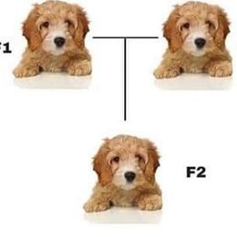 Cavapoo Puppies from Elway’s Cavapoo’s