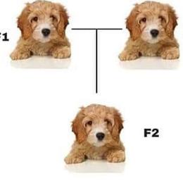 Cavapoo Puppies from Elway’s Cavapoo’s