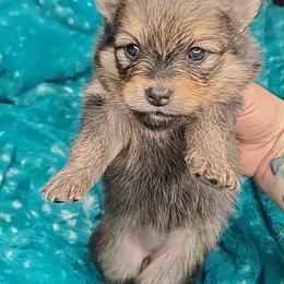 Girl 1 - Red sable female Pomeranian puppy in Tulsa County, Oklahoma from CP Kennels
