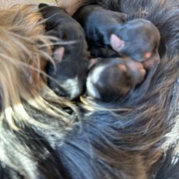 Yorkshire Terrier Puppies from Susie Pounders
