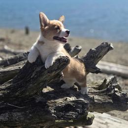 Jonah - Red male Pembroke Welsh Corgi puppy in Gig Harbor, Washington from Pacific Northwest Pembroke Welsh Corgis