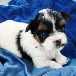 Biewer Terrier and Yorkshire Terrier Puppies from Treasures of Neptune Cove
