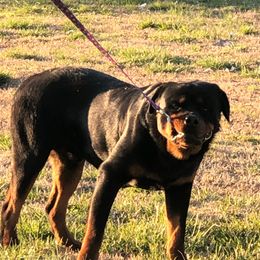 Rottweilers from Larden Rotties