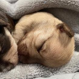 Miniature Schnauzer Puppies from Schanuzie Farms