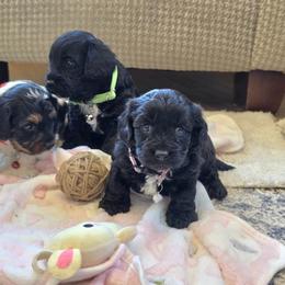 F1B Meet Hazel :) - Black and white female Cavapoo puppy in Centerville, Iowa from Barnyard Dachshunds, Dals & Doodles