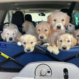 Golden Retriever Puppies from Family Loved Golden Retrievers