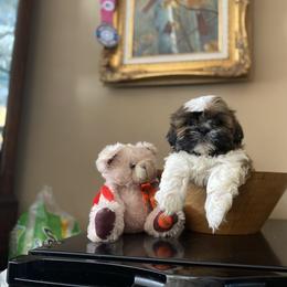 Boy 1 - Tricolor male Shih Tzu puppy in Troy, Michigan from "Shihtzu Best Friend"