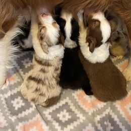 Australian Shepherd Puppies from LL Farm Australian Shepherds