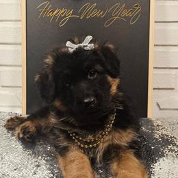Ember - Black and red female German Shepherd puppy in Tippecanoe, Indiana from Mächtiger Barkerheim