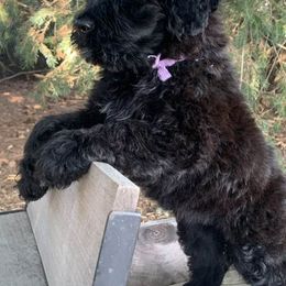 Portuguese Water Dogs from MaraTime Portuguese Water Dogs