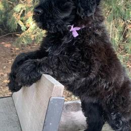 Portuguese Water Dogs from MaraTime Portuguese Water Dogs