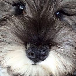 Miniature Schnauzer Puppies from ZRULES