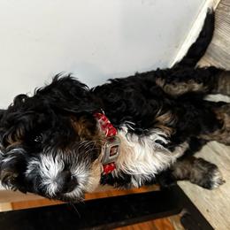 Lucy - Tri-color Bernedoodle puppy in Knoxville, Tennessee from Bright Side Doodles
