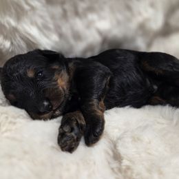 Boy 1 - Phantom male Bernedoodle puppy in North Royalton, Ohio from Johnson's Doodles