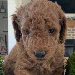 Aussiedoodles and Goldendoodles from Hickory Lane Doodles