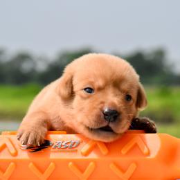 Red collar - Yellow male Labrador Retriever puppy in Gober, Texas from Trigger Time Kennels