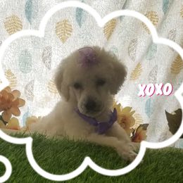 Poodle Puppies from Standard Hearts