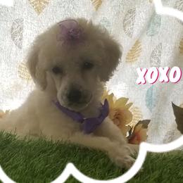 Poodle Puppies from Standard Hearts