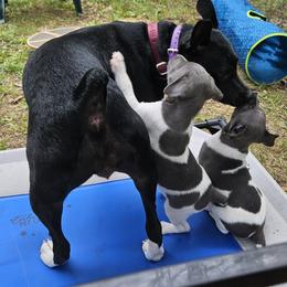 Rat Terrier Puppies from Cryptic Rat Terriers