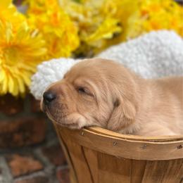 Blue Collar Male - Yellow male Labrador Retriever puppy in Hurtsboro, Alabama from PARK’s Family Farm