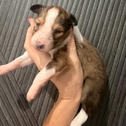 Girl 3 - Sable & white female Toy Shetland Sheepdog puppy in Canton, Texas from 2kg Shelties